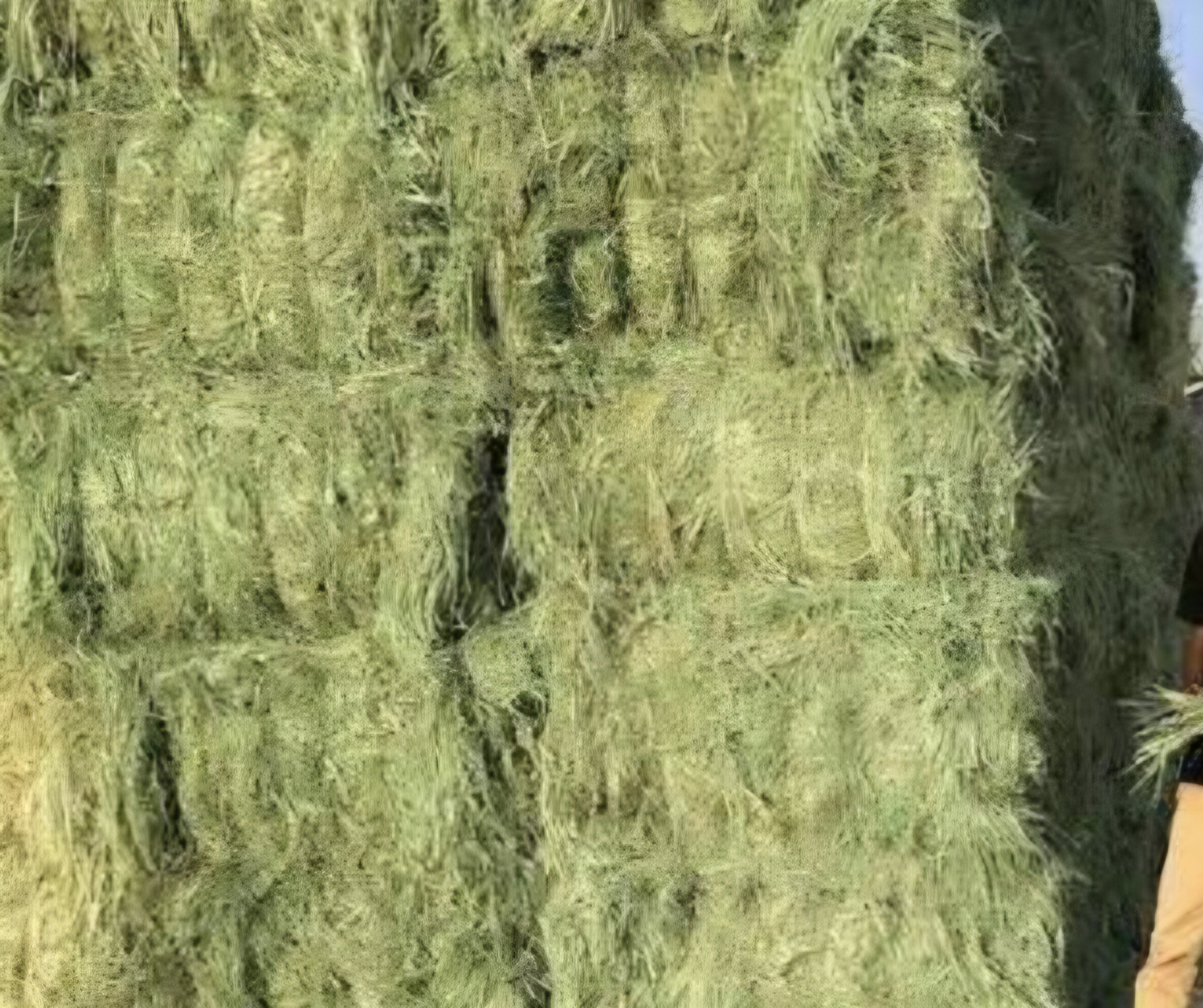 Animal Grass